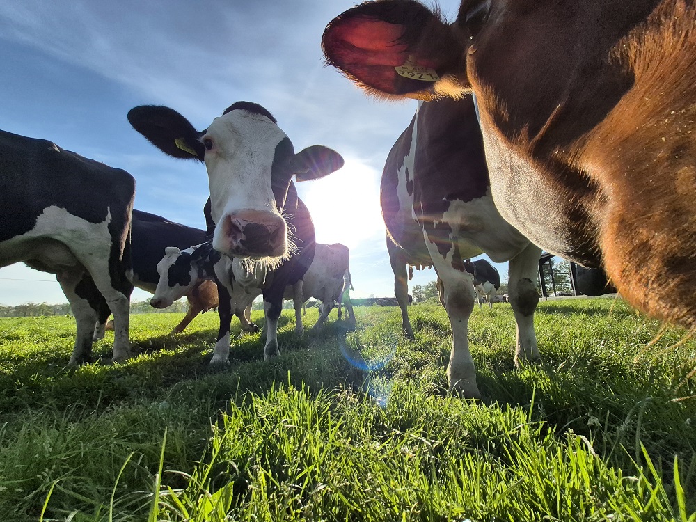 Weidegang ochtendzon